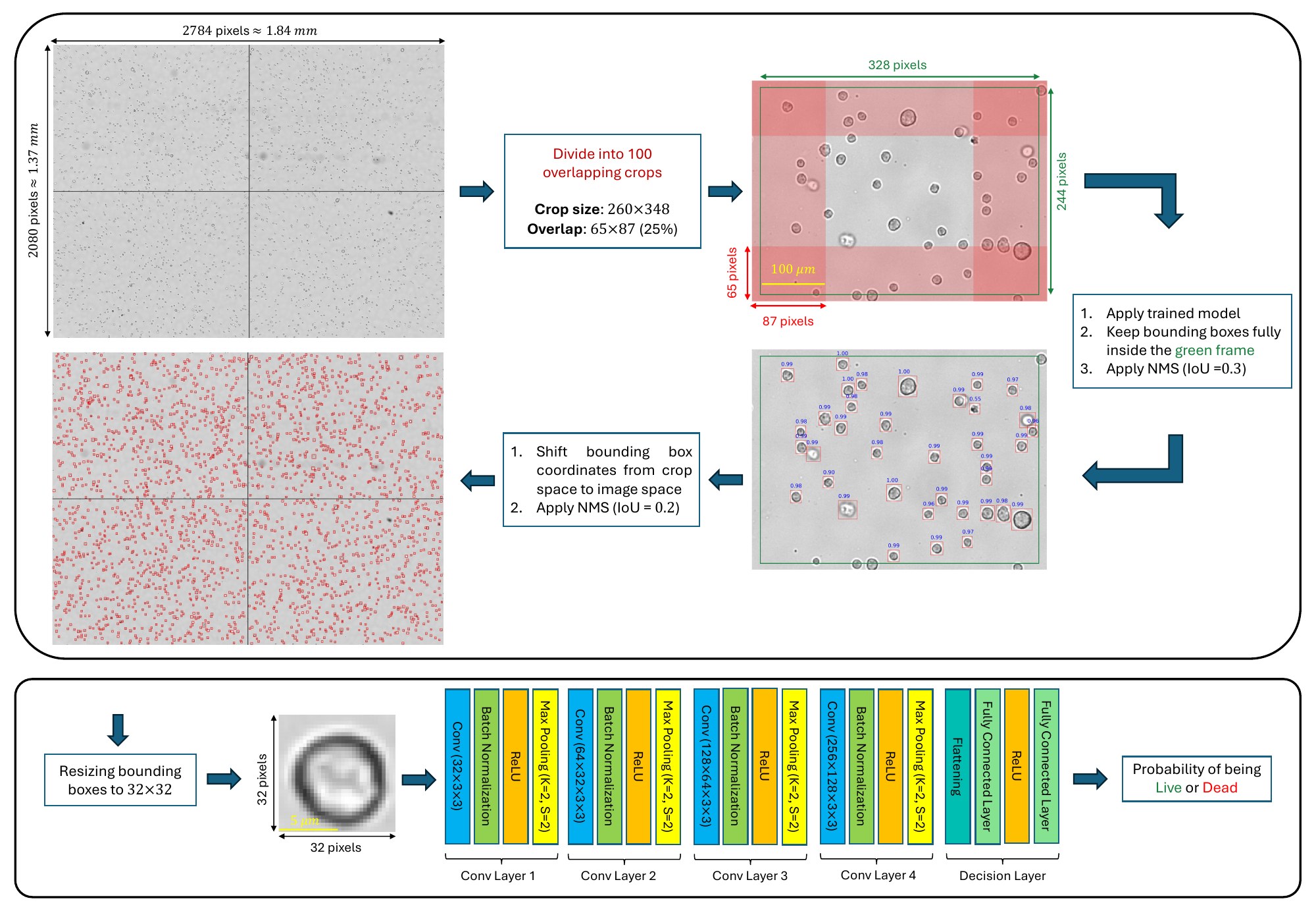 Cell detection and classification pipeline