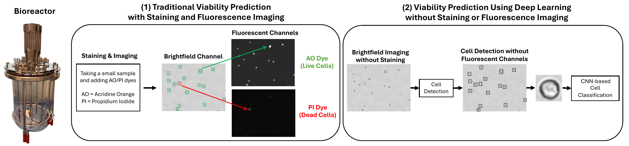Traditional stain-based viability measurement compared with the proposed label-free deep learning pipeline