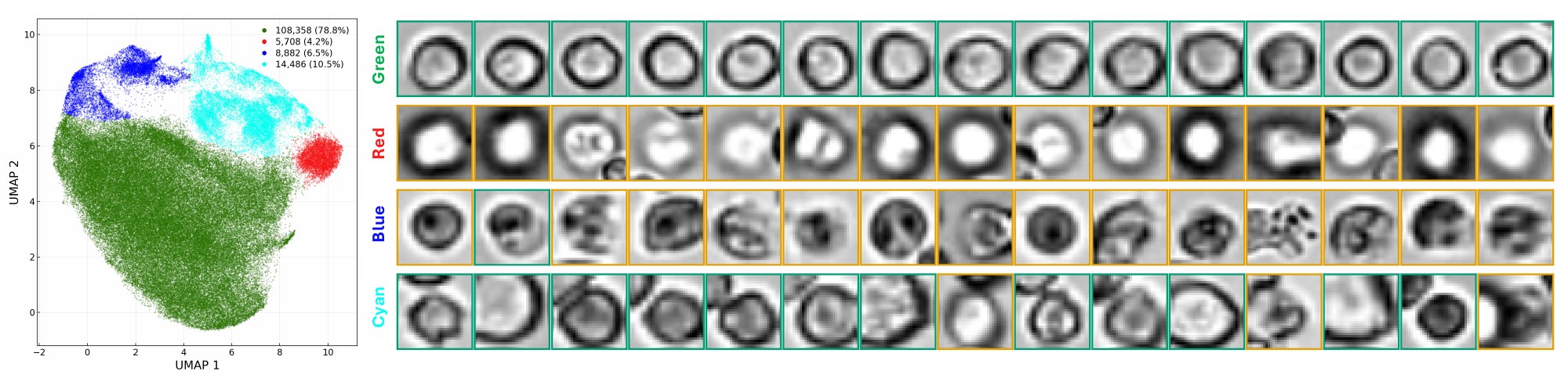 UMAP clusters with representative cell patches