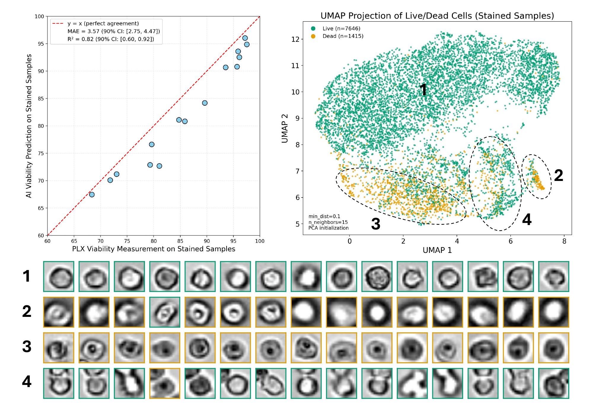 Predicted vs. measured viability and UMAP clusters for stained samples