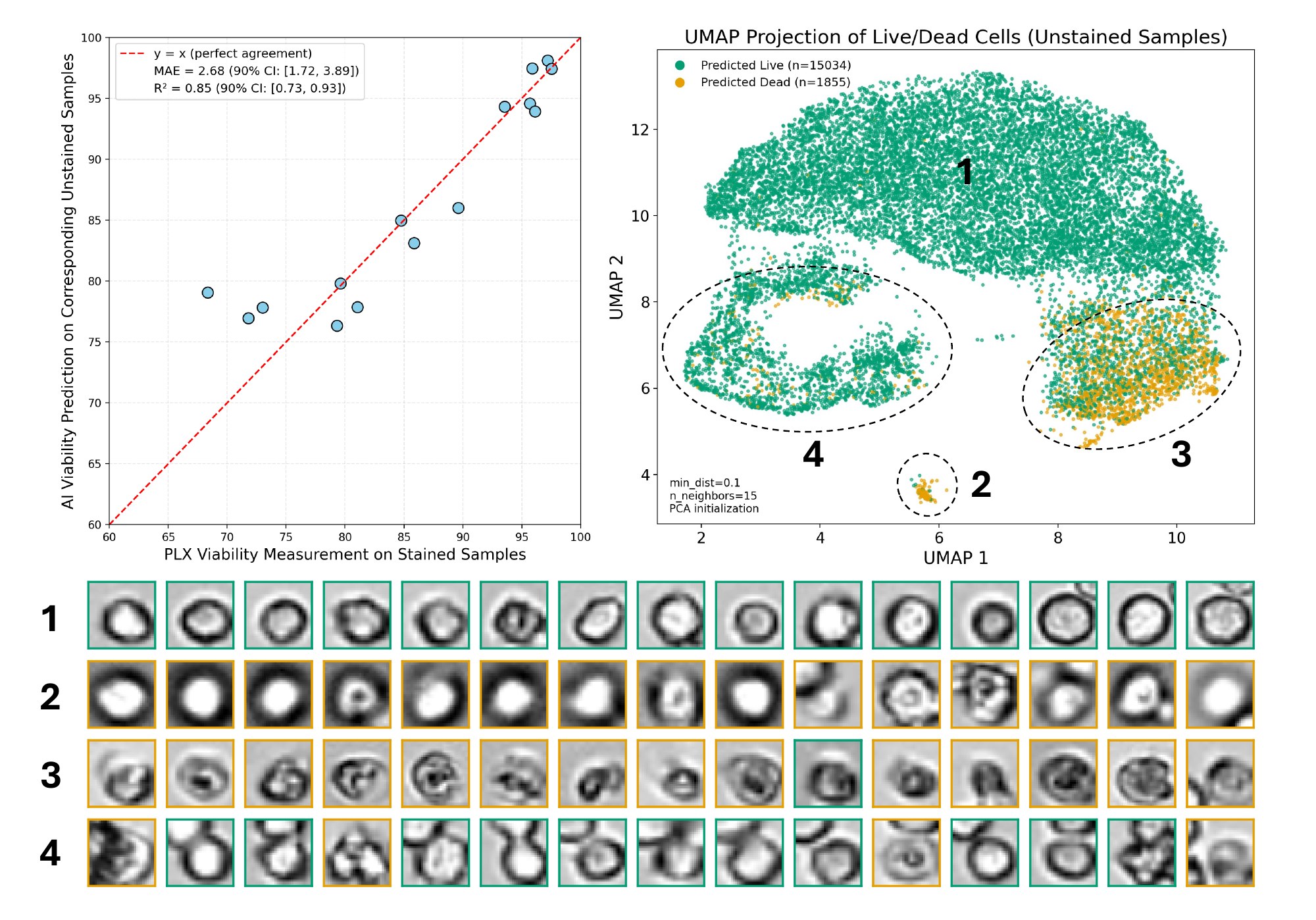 Predicted vs. measured viability and UMAP clusters for unstained samples