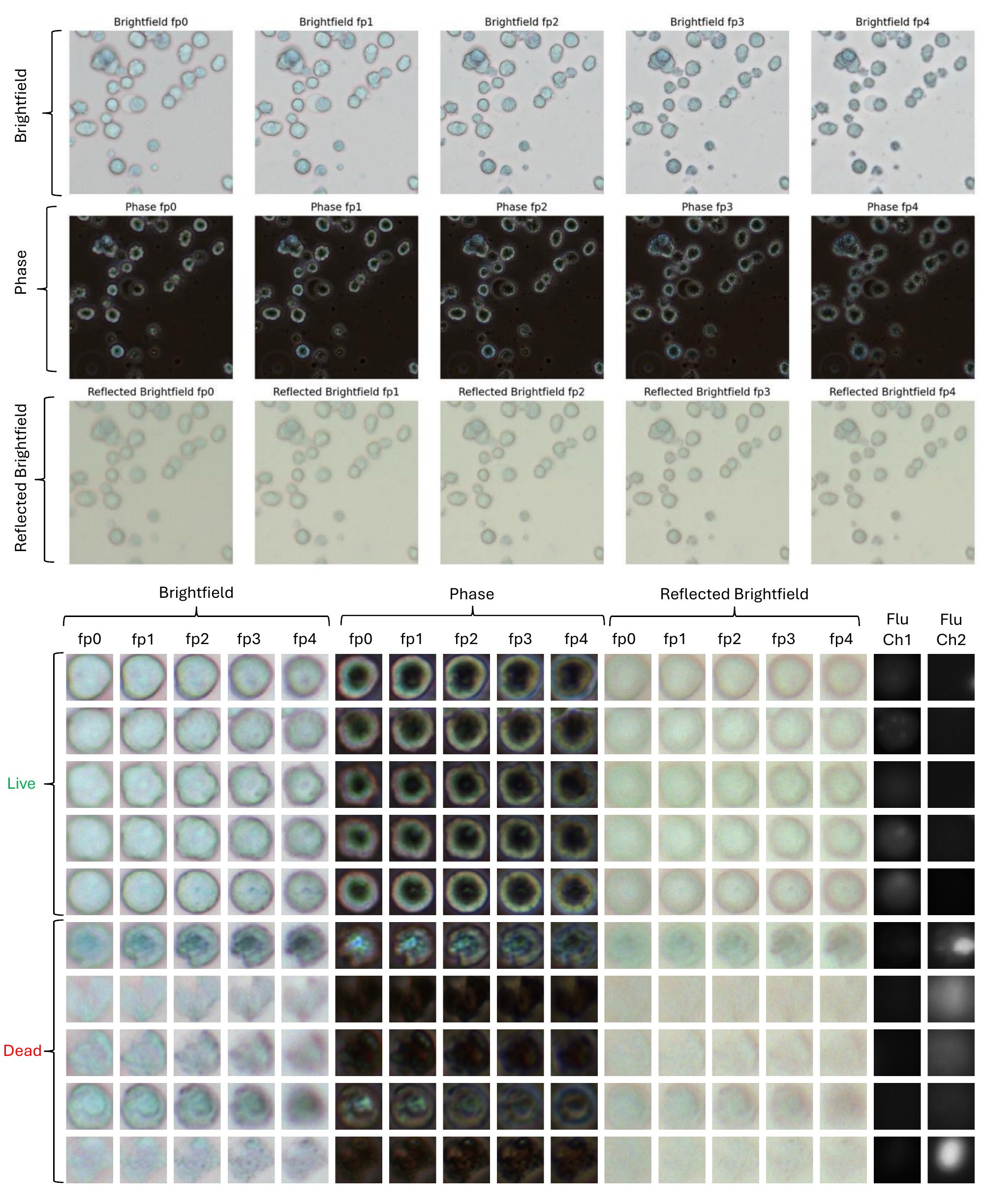 Zeiss images in brightfield, phase and reflected brightfield across five focal planes, with live and dead cell examples
