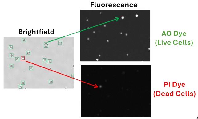 Cell Viability Assessment