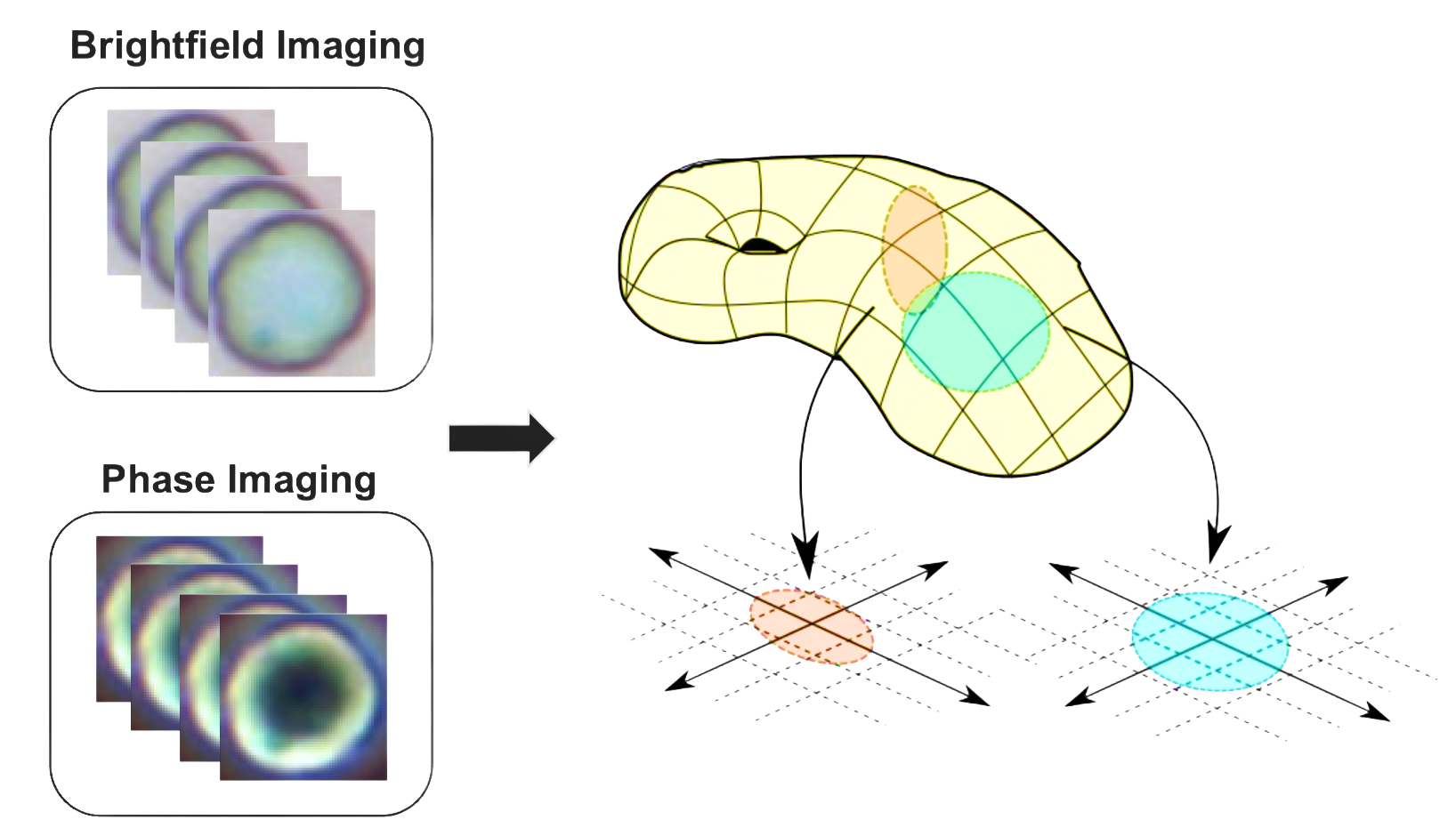Manifold Alignment Multimodal Microscopy
